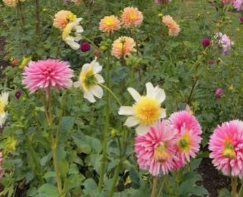 Dahlias in the growing beds