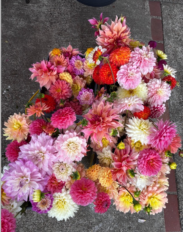 Buckets of freshly cut dahlias in pinks, corals and creams, seen from above