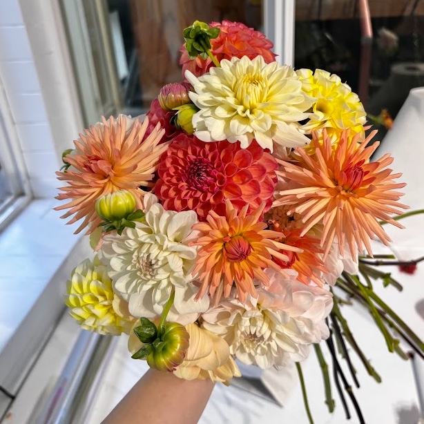 A hand-tied bouquet of dahlias in coral, yellow and cream, held up by hand